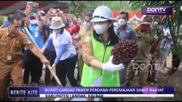 Bupati Landak Panen Perdana Peremajaan Sawit Rakyat